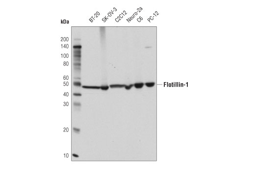 Western Blotting Image 1: Flotillin-1 (D2V7J) XP® Rabbit mAb (BSA and Azide Free)