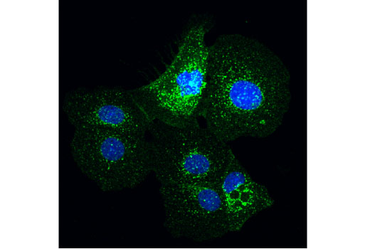 Immunofluorescence Image 1: Flotillin-1 (D2V7J) XP® Rabbit mAb (BSA and Azide Free)