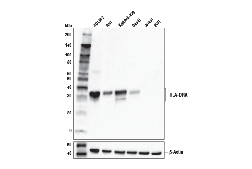  Image 19: Human Reactive M1 vs M2 Macrophage IHC Antibody Sampler Kit