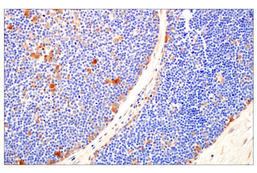 Immunohistochemistry Image 6: Caspase-1 (E4R8K) Rabbit mAb
