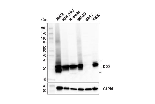  Image 15: Mouse Reactive Exosome Marker Antibody Sampler Kit