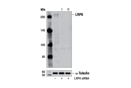  Image 1: SignalSilence® LRP6 siRNA I (Mouse Specific)