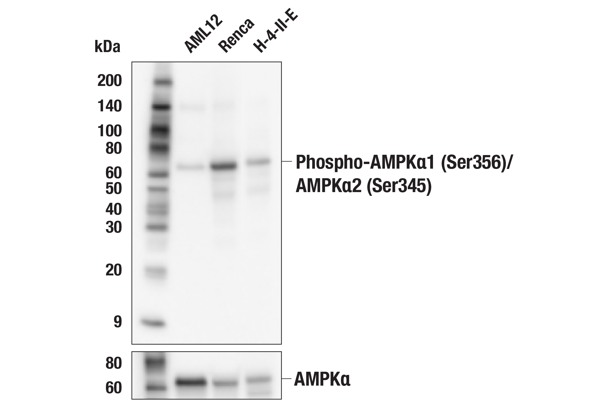 Western Blotting Image 2: Phospho-AMPKα1 (Ser356)/AMPKα2 (Ser345) Antibody