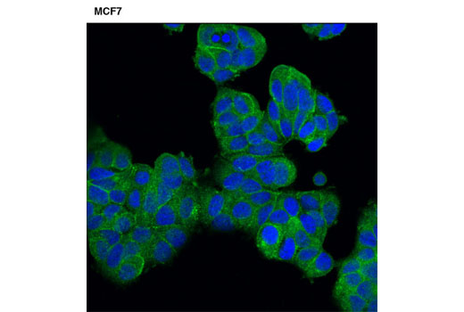 Immunofluorescence Image 2: PZR (D17B10) XP® Rabbit mAb