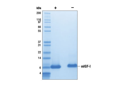  Image 3: Mouse Insulin-like Growth Factor I (mIGF-I)