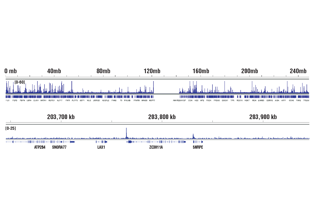 Chromatin Immunoprecipitation Image 2: MBD3 (D1B8F) Rabbit mAb