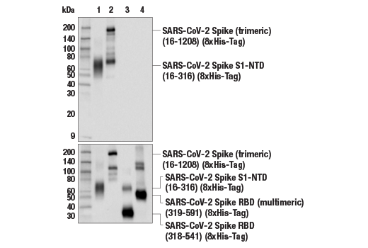 Western Blotting Image 2: SARS-CoV-2 Spike Protein (S1) (E5S3V) Rabbit mAb