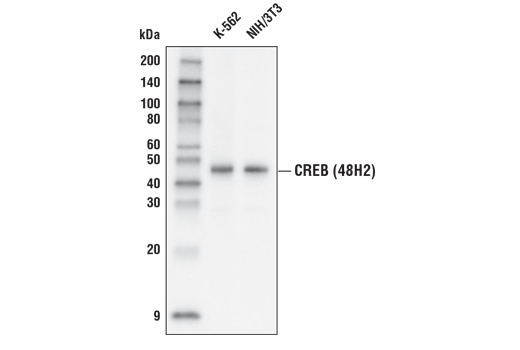 Western Blotting Image 1: CREB (48H2) Rabbit mAb (HRP Conjugate)