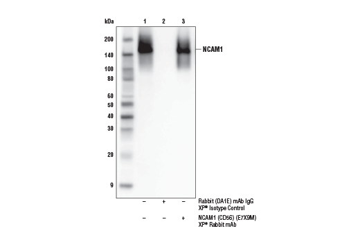  Image 21: Human Immune Cell Phenotyping IHC Antibody Sampler Kit