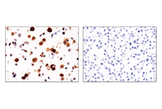 IHC-P (paraffin)