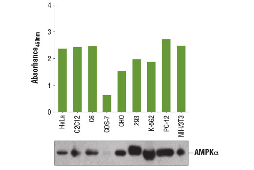 PathScan Phospho S6 Ribosomal Protein Ser235 236 Chemiluminescent