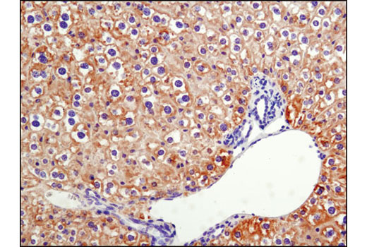 IHC-P (paraffin)