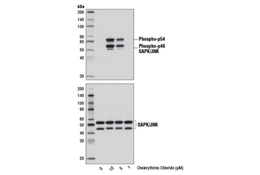 Western Blotting