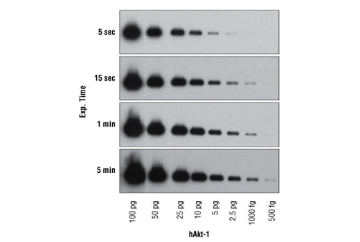 Western Blotting
