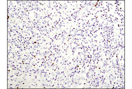IHC-P (paraffin)