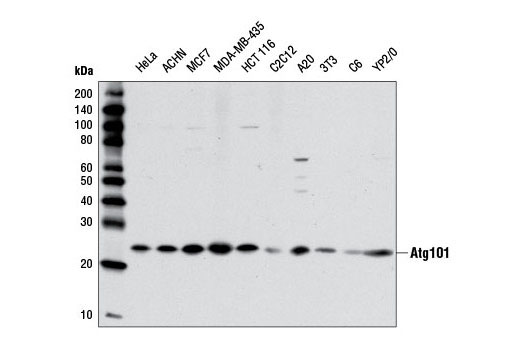 Western Blotting