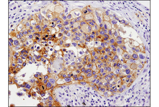 IHC-P (paraffin)