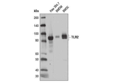 Toll-like Receptor 2 (E1J2W) Rabbit mAb (Mouse Specific) #13744-Cell