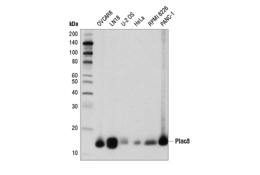 Western Blotting