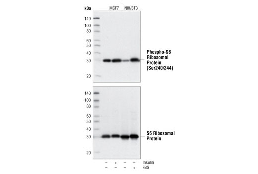 Western Blotting