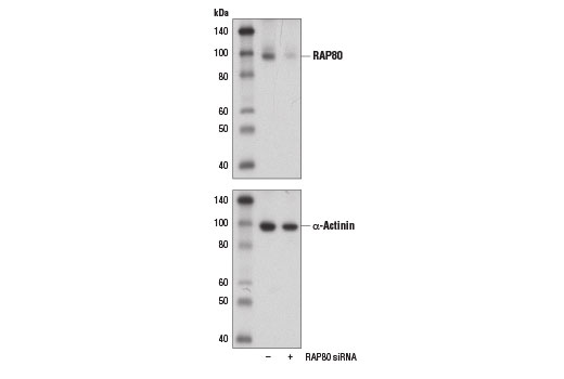 Western Blotting