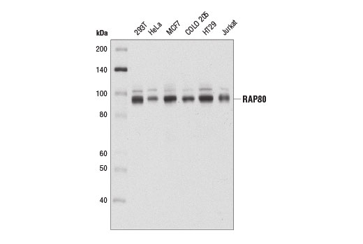 Western Blotting