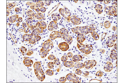 IHC-P (paraffin)