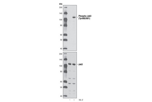 Western Blotting