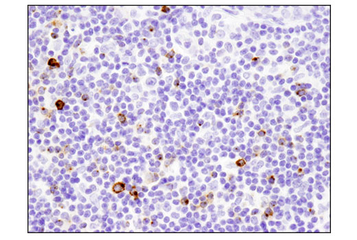 IHC-P (paraffin)