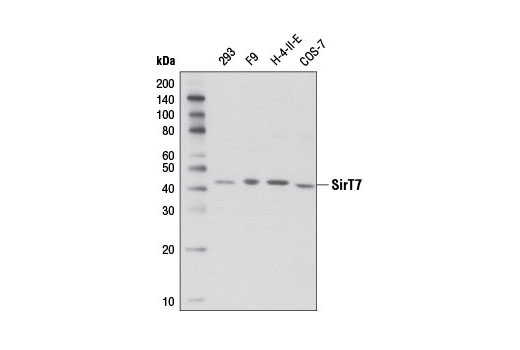 Western Blotting