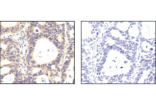 IHC-P (paraffin)