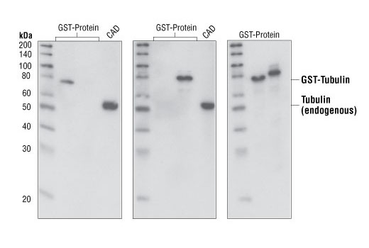 Western Blotting