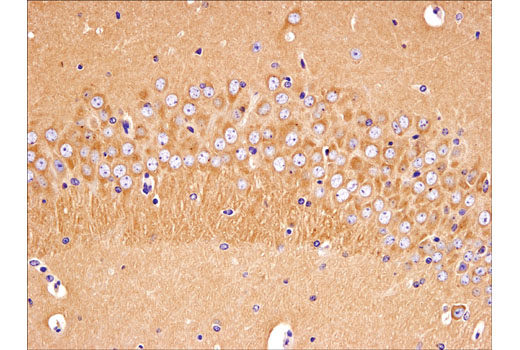 IHC-P (paraffin)