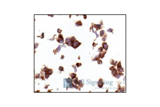 IHC-P (paraffin)