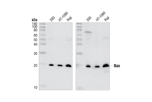 Western Blotting