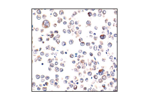 IHC-P (paraffin)