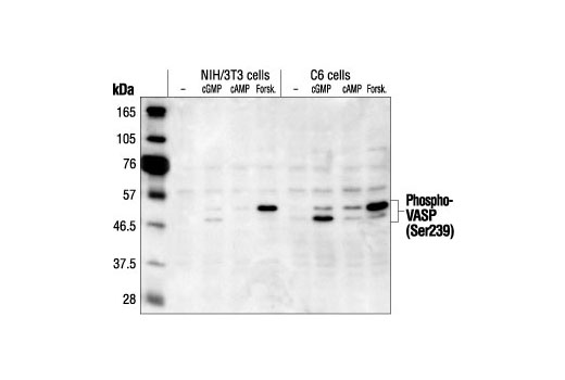 Western Blotting