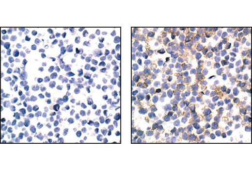 IHC-P (paraffin)