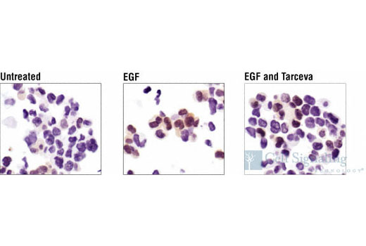IHC-P (paraffin)
