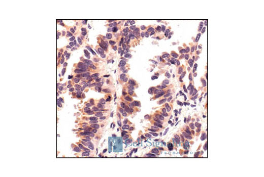IHC-P (paraffin)
