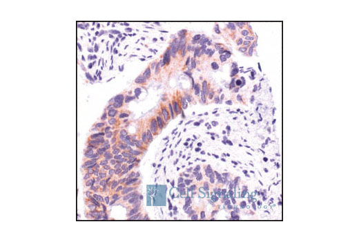 IHC-P (paraffin)