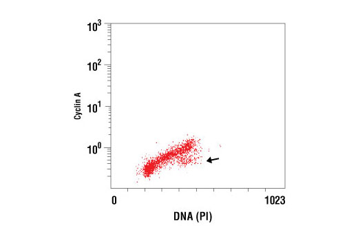 Flow Cytometry