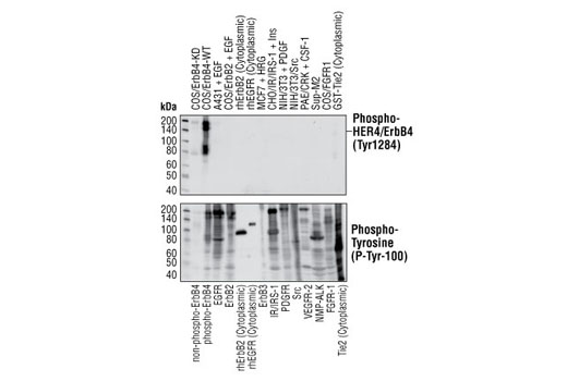 Western Blotting