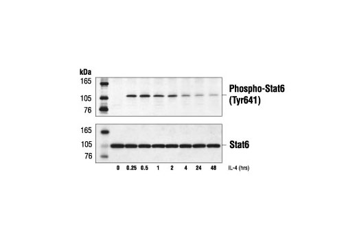 Western Blotting