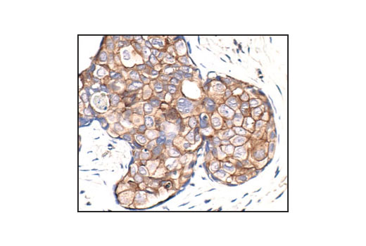 IHC-P (paraffin)