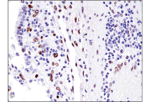 IHC-P (paraffin)
