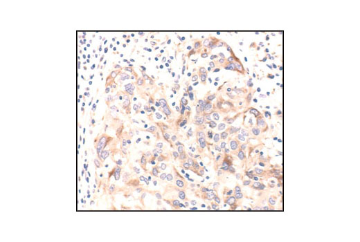 IHC-P (paraffin)