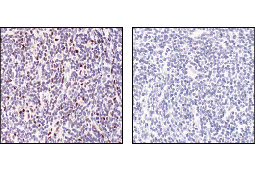 IHC-P (paraffin)
