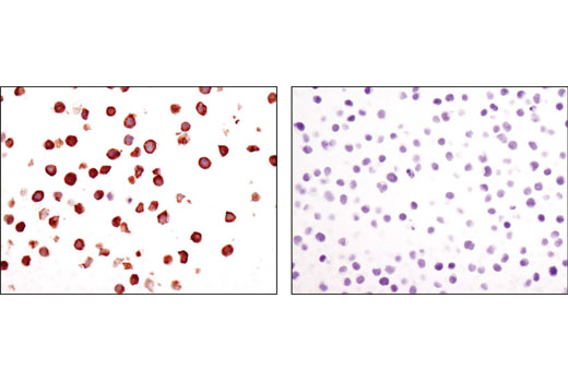 IHC-P (paraffin)