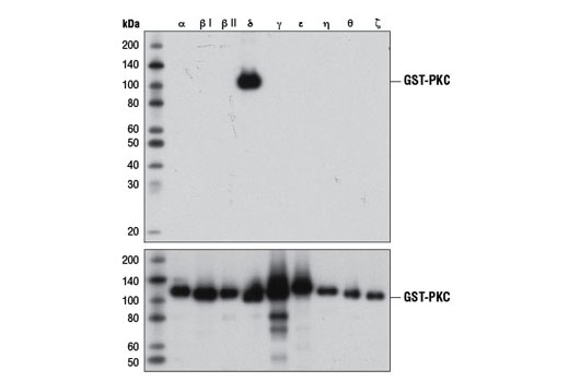 PKCδ (D10E2) (上) またはGST (91G1) (下) を用いて、GSTタグ付けされたPKCアイソフォームをWBで解析しました。組換えタンパク質はバクテリアで発現させました。この結果から、PKCδへの特異性が確認できました。